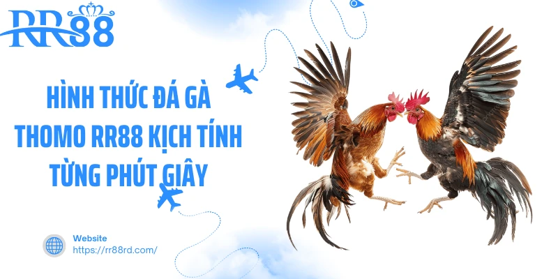 Hình thức đá gà thomo RR88 kịch tính từng phút giây