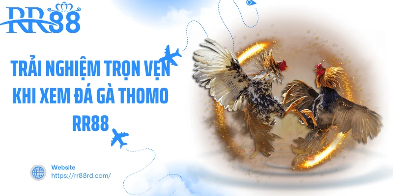 Trải nghiệm trọn vẹn khi xem đá gà thomo RR88